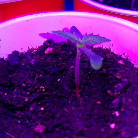 BLUE SUNSHINE growlog photo: Less than 48 hrs above dirt. 1" to 1.5" tall. 