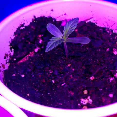 BLUE SUNSHINE growlog photo: Less than 48 hrs above dirt. 1" to 1.5" tall. 