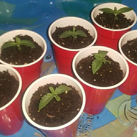 BLUE SUNSHINE growlog photo: Day 7