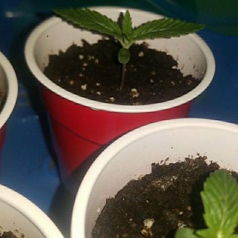 BLUE SUNSHINE growlog photo: Day 7