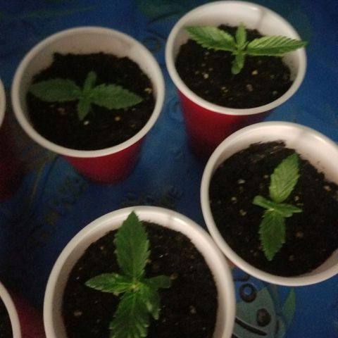 BLUE SUNSHINE growlog photo: Second node formed and growing quickly. 