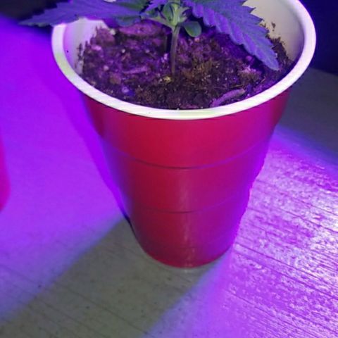 BLUE SUNSHINE growlog timeline photo