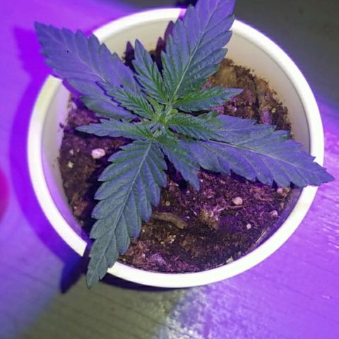 BLUE SUNSHINE growlog timeline photo