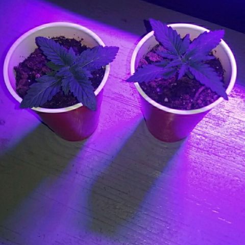 BLUE SUNSHINE growlog photo: Entered veg today. 