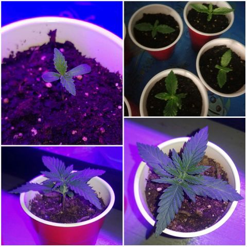 BLUE SUNSHINE growlog photo: 13 day growth collage. 