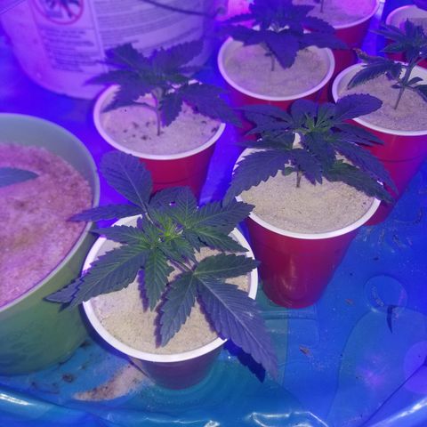 BLUE SUNSHINE growlog photo: Low and wide. 
