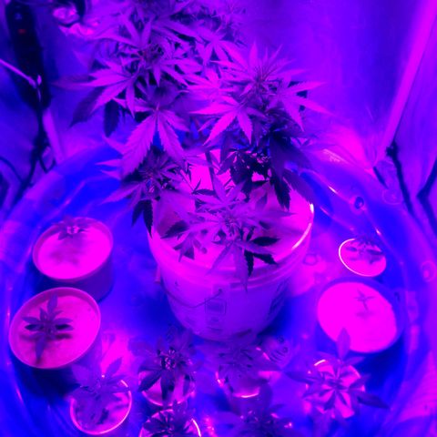 BlueBerry Auto growlog timeline photo
