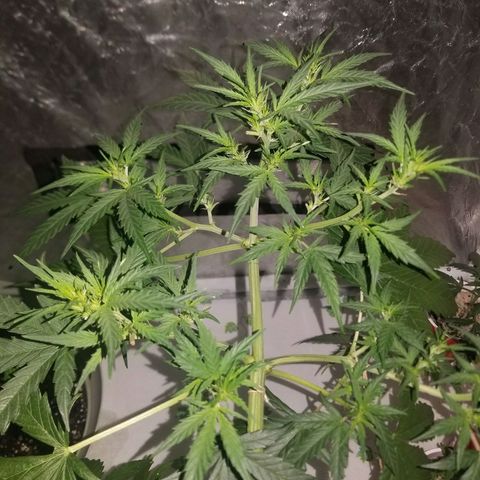 BlueBerry Auto growlog photo: Flowering! 