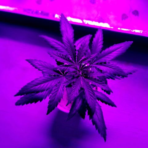 BLUE SUNSHINE growlog timeline photo