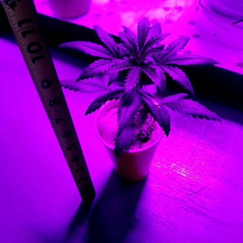 BLUE SUNSHINE growlog timeline photo