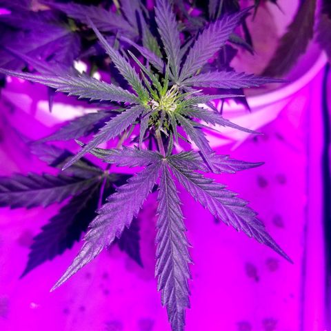 BlueBerry Auto growlog timeline photo