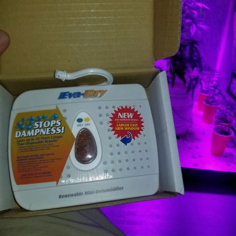 BlueBerry Auto growlog photo: New toys. Transplant day 🔥♥️