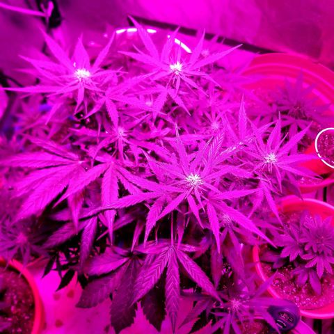 BlueBerry Auto growlog timeline photo