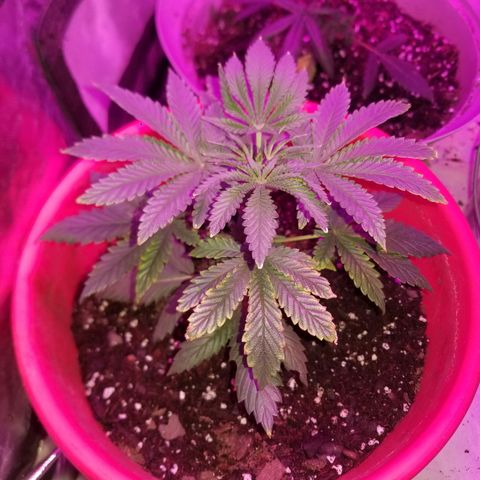 BLUE SUNSHINE growlog timeline photo
