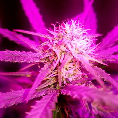 BlueBerry Auto growlog timeline photo