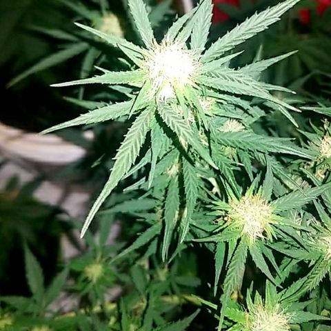 BlueBerry Auto growlog timeline photo