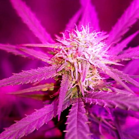 BlueBerry Auto growlog timeline photo