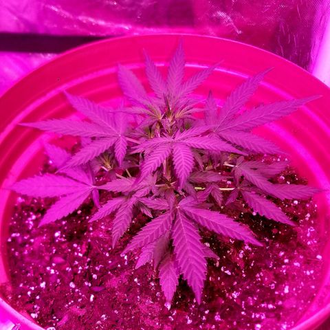 BLUE SUNSHINE growlog timeline photo