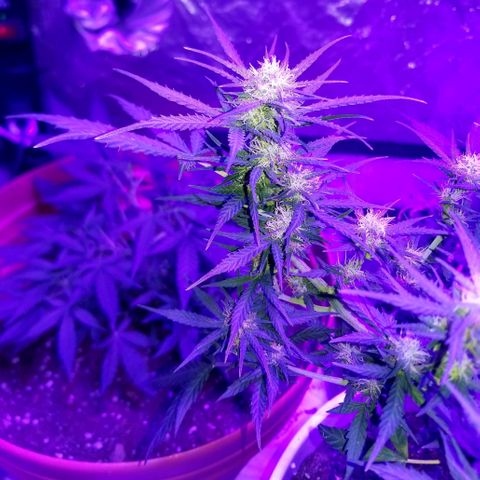 BlueBerry Auto growlog timeline photo