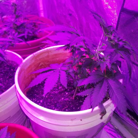 Runt growlog photo: Training day and she's already thick to begin with. 