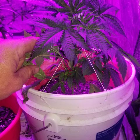 Runt growlog photo: Training day and she's already thick to begin with. 