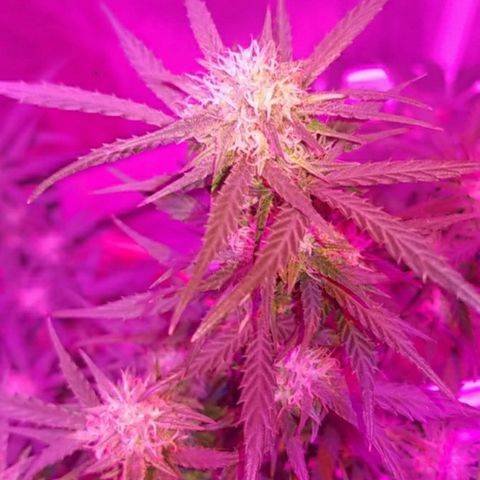 BlueBerry Auto growlog timeline photo