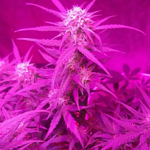 BlueBerry Auto growlog timeline photo