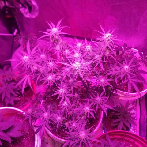 BlueBerry Auto growlog timeline photo