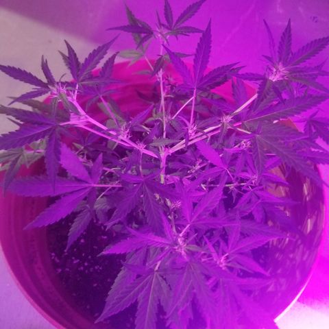 Runt growlog timeline photo