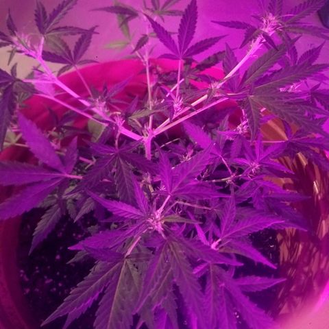 Runt growlog timeline photo
