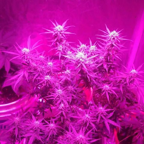 BlueBerry Auto growlog timeline photo