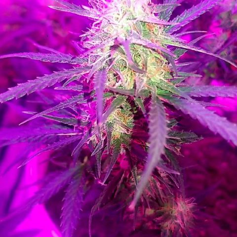 BlueBerry Auto growlog timeline photo