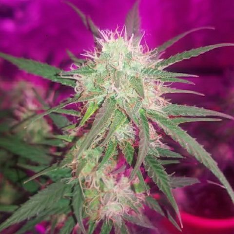 BlueBerry Auto growlog photo: Week 5 flower