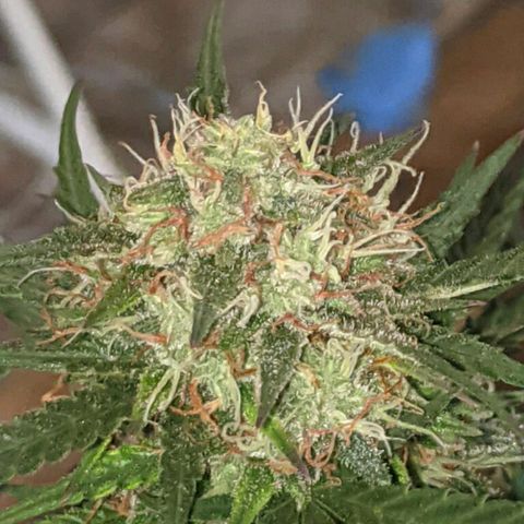 BlueBerry Auto growlog timeline photo