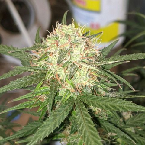 BlueBerry Auto growlog timeline photo