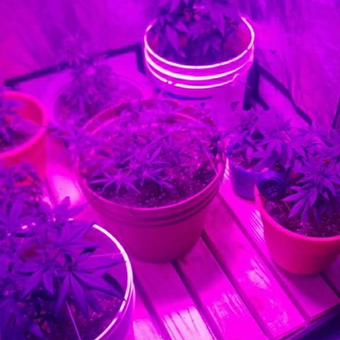 BlueBerry Auto growlog photo: Sub Floor added for ventilation. 