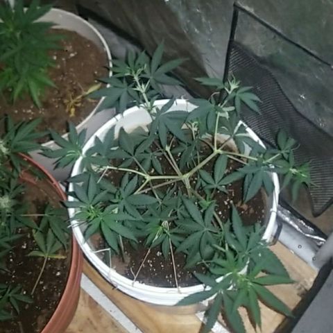 BLUE SUNSHINE growlog photo: 8 headed monster trained low and wide. 
