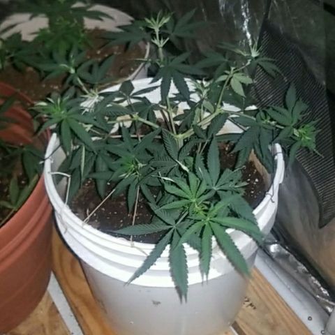 BLUE SUNSHINE growlog photo: 8 headed monster trained low and wide. 