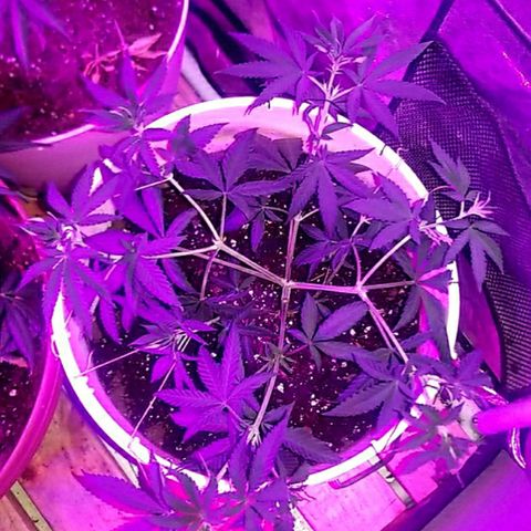 BLUE SUNSHINE growlog photo: 8 headed monster trained low and wide. 
