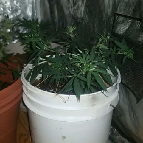 BLUE SUNSHINE growlog photo: 8 headed monster trained low and wide. 