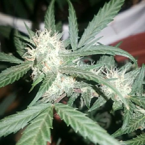 BlueBerry Auto growlog timeline photo