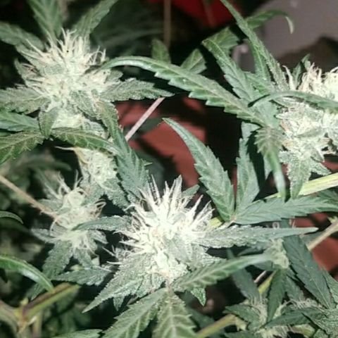 BlueBerry Auto growlog timeline photo