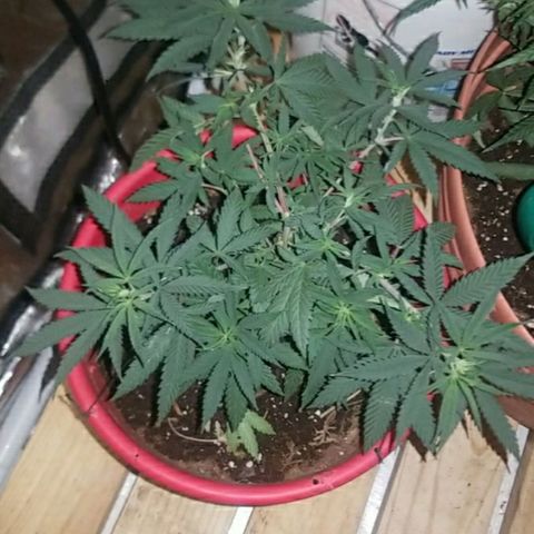 BlueBerry Auto growlog timeline photo