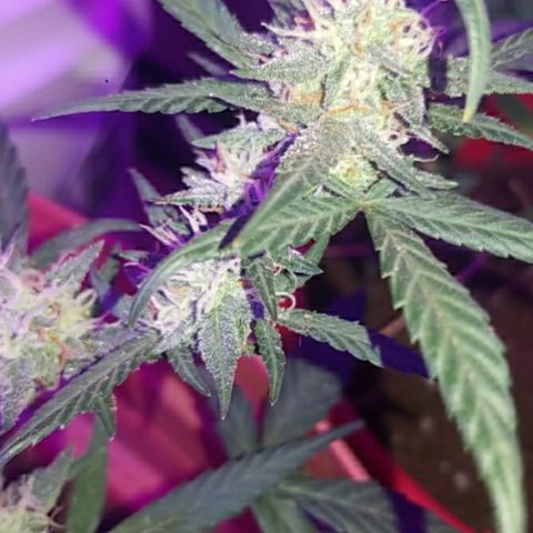 Runt growlog timeline photo