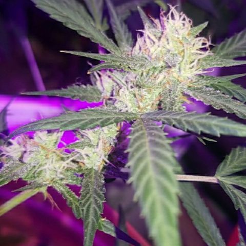 Runt growlog timeline photo