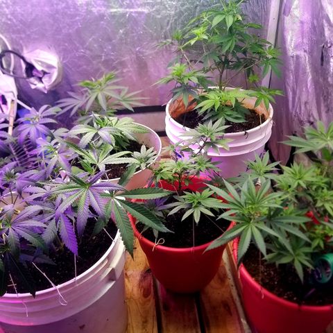 BlueBerry Auto growlog timeline photo