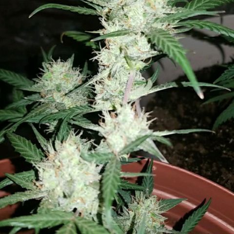 Runt growlog timeline photo