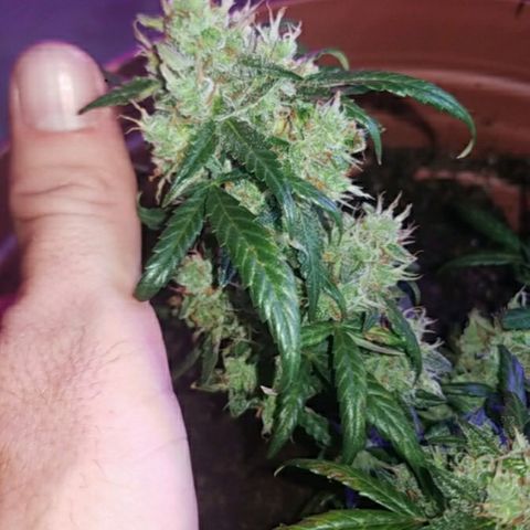 Runt growlog photo: 2 weeks b4 harvest