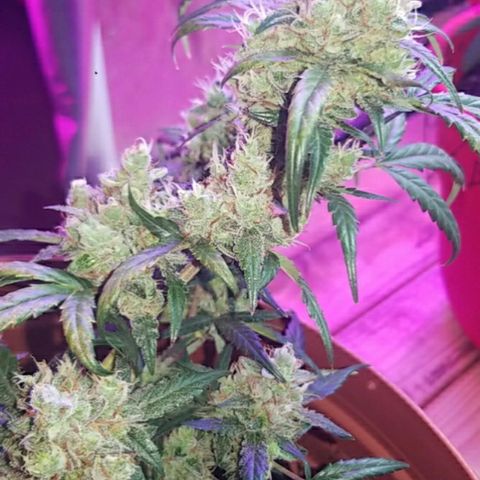 Runt growlog photo: 2 weeks b4 harvest