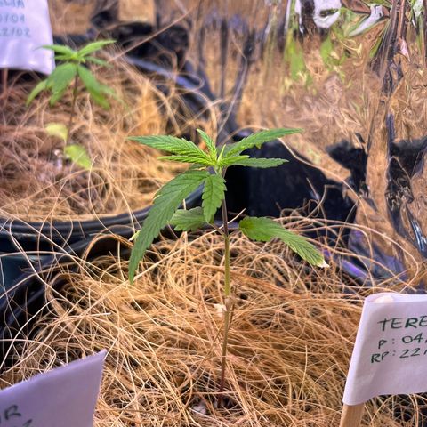 Terezinha growlog photo: primeiras folhas serradas com pontas secas